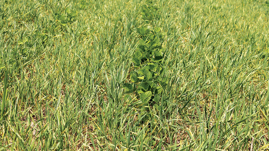 Soybean plants emerge from winter wheat